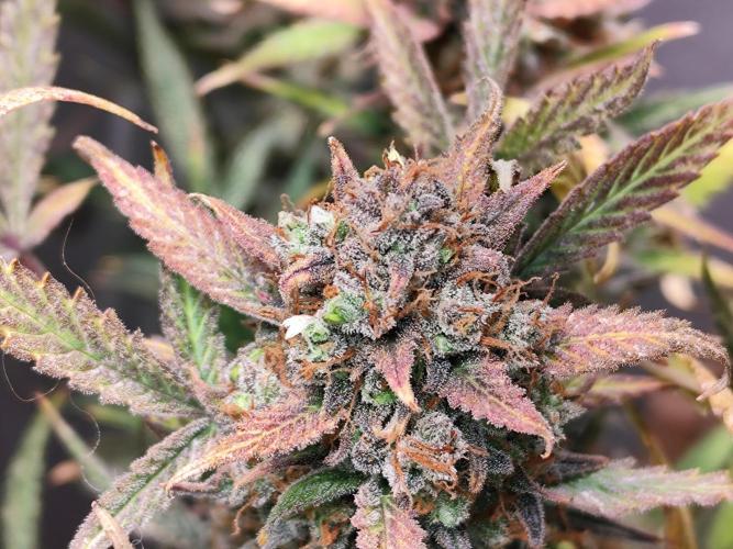 Forbidden Runtz double XL Auto Grower's. Week 15