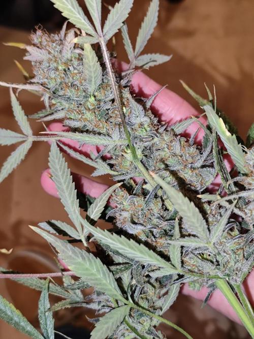 Forbidden Runtz double XL Auto Grower's. Week 15 - Tag 109