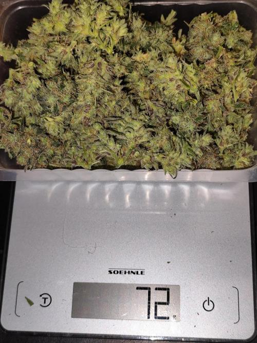 Forbidden Runtz double XL Auto Grower's. Week 15