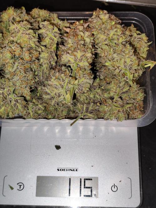 Forbidden Runtz double XL Auto Grower's. Week 15