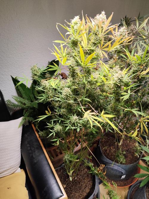 Orange Sherbet Auto von 2Fast4Buds. Week 15 - Tag 108