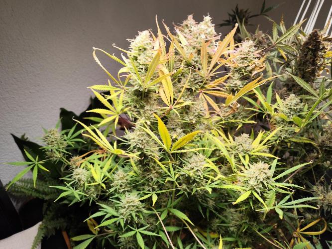 Orange Sherbet Auto von 2Fast4Buds. Week 15