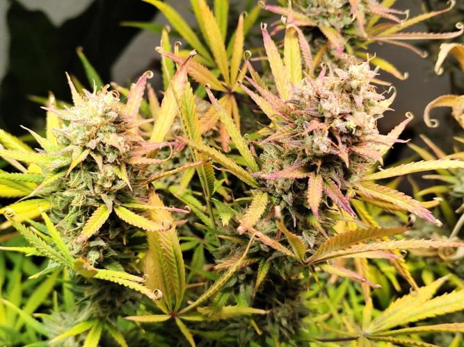 Orange Sherbet Auto von 2Fast4Buds. Week 15