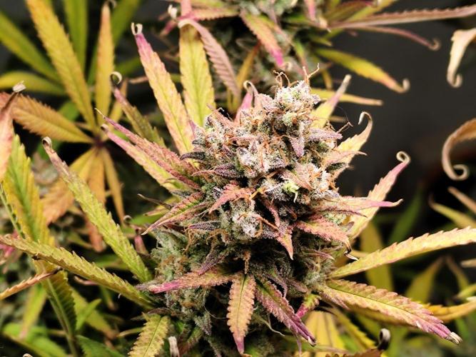 Orange Sherbet Auto von 2Fast4Buds. Week 15