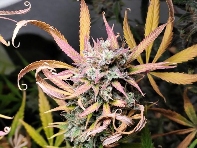 Orange Sherbet Auto von 2Fast4Buds. Week 15