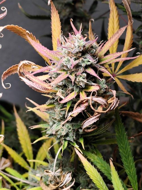 Orange Sherbet Auto von 2Fast4Buds. Week 15