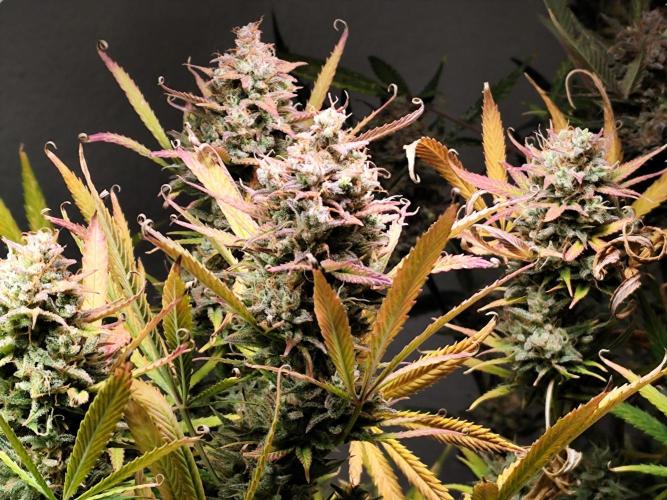 Orange Sherbet Auto von 2Fast4Buds. Week 15