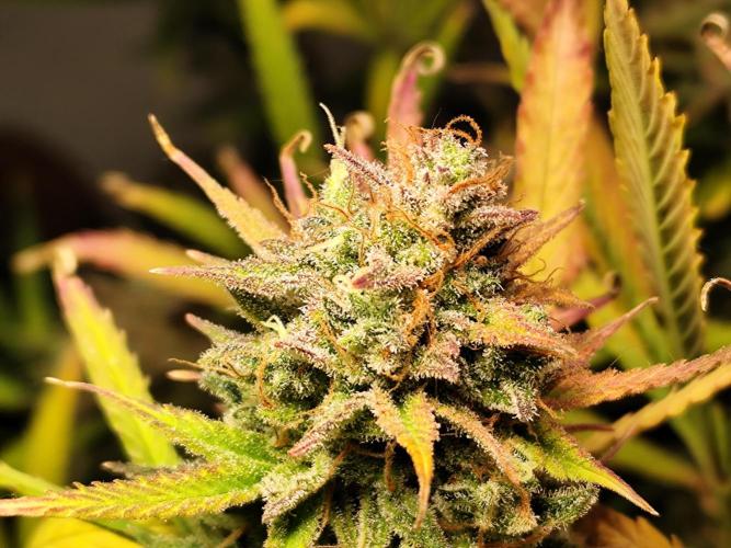 Orange Sherbet Auto von 2Fast4Buds. Week 15