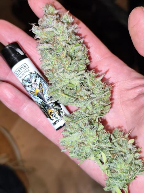 Orange Sherbet Auto von 2Fast4Buds. Week 15