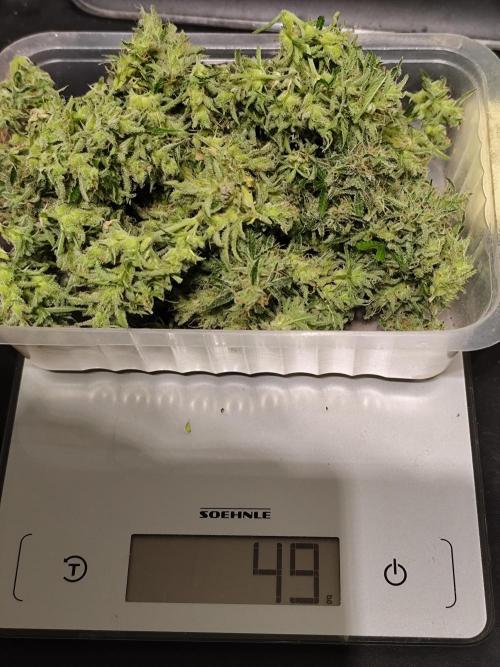 Orange Sherbet Auto von 2Fast4Buds. Week 15