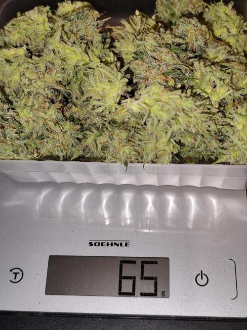 Orange Sherbet Auto von 2Fast4Buds. Week 15