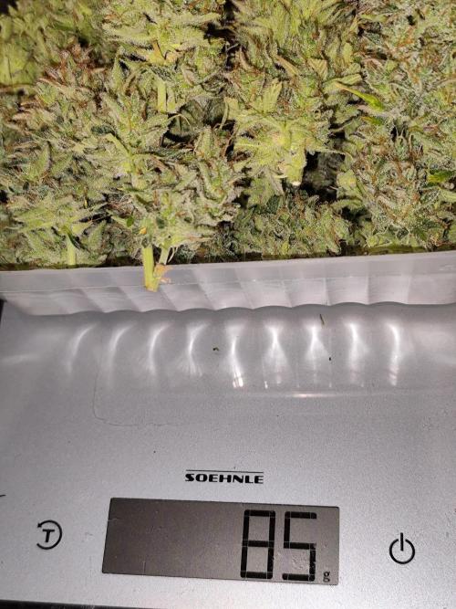Orange Sherbet Auto von 2Fast4Buds. Week 15