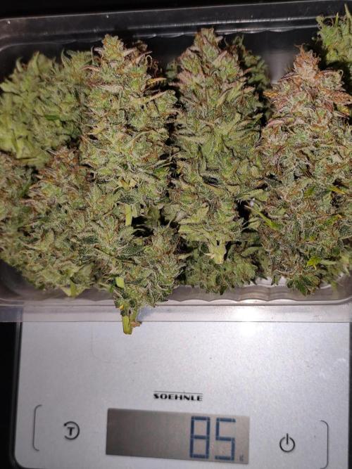 Orange Sherbet Auto von 2Fast4Buds. Week 15