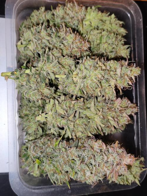 Orange Sherbet Auto von 2Fast4Buds. Week 15