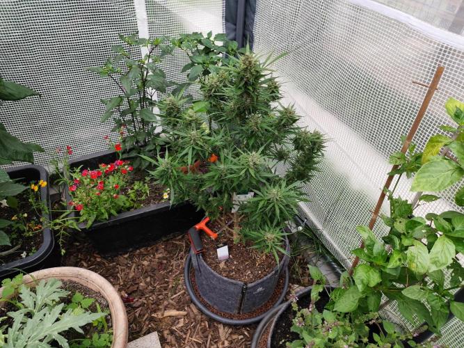 Auto Jack  von Paradise Seeds. Week 15 - Tag 106