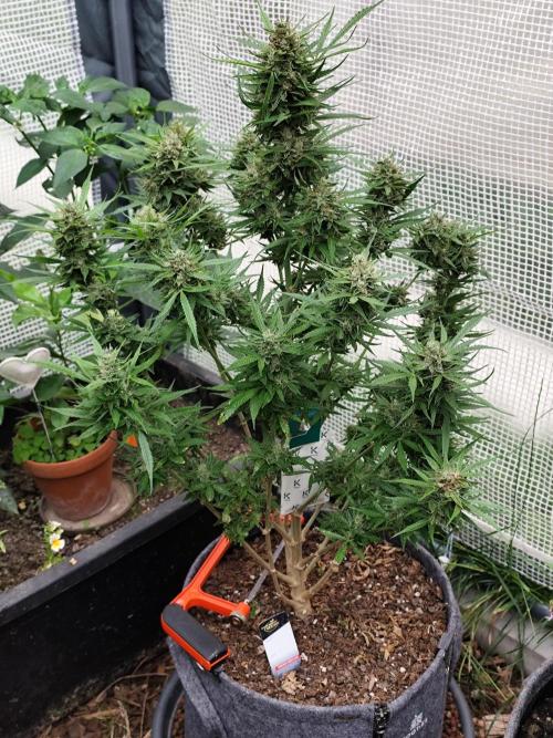 Auto Jack  von Paradise Seeds. Week 15