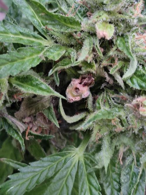 Auto Jack  von Paradise Seeds. Week 15 - Kleine Schimmelstelle