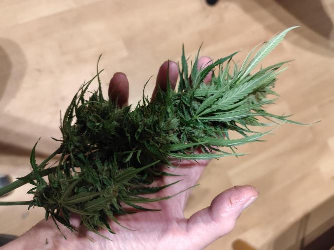 Auto Jack  von Paradise Seeds. Week 15