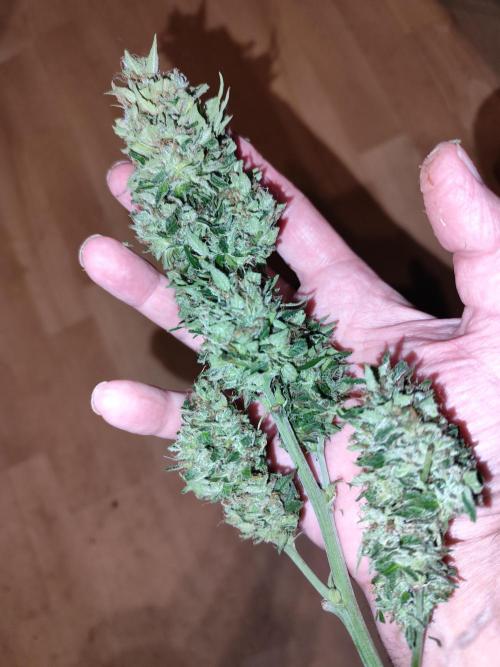 Auto Jack  von Paradise Seeds. Week 15