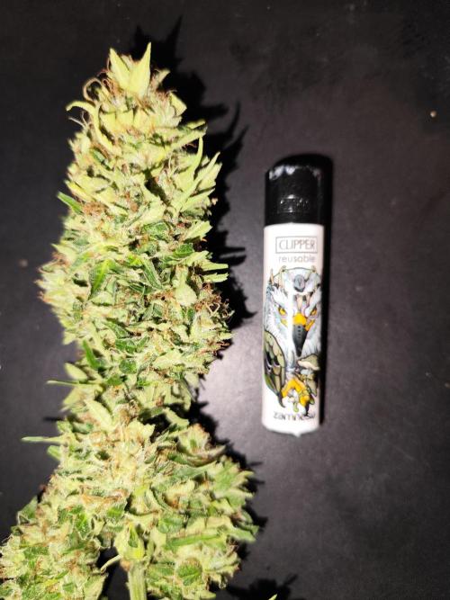 Auto Jack  von Paradise Seeds. Week 15