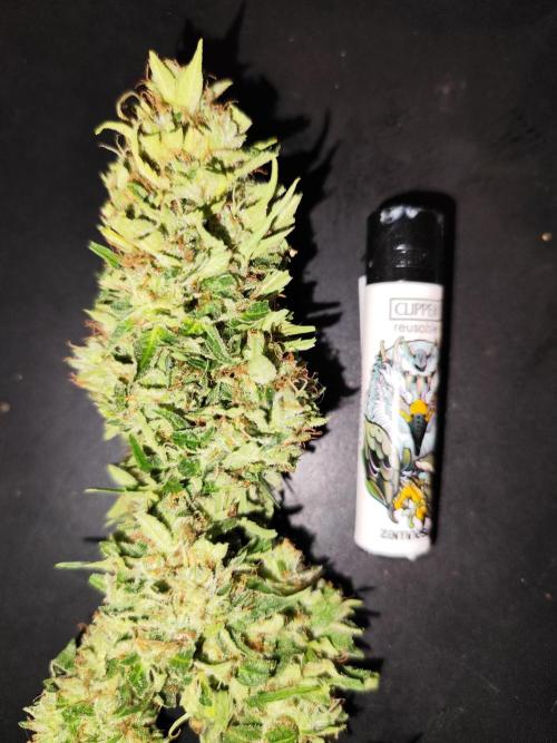 Auto Jack  von Paradise Seeds. Week 15