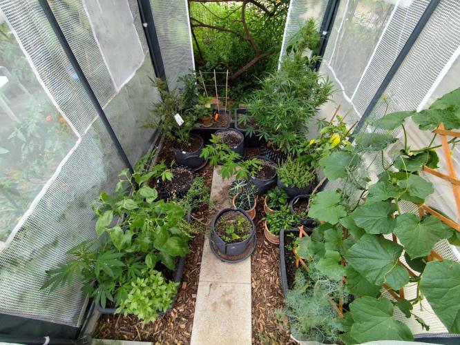 Greenhouse Summer Outdoor Grow 2026. Week 8 - Tag 56