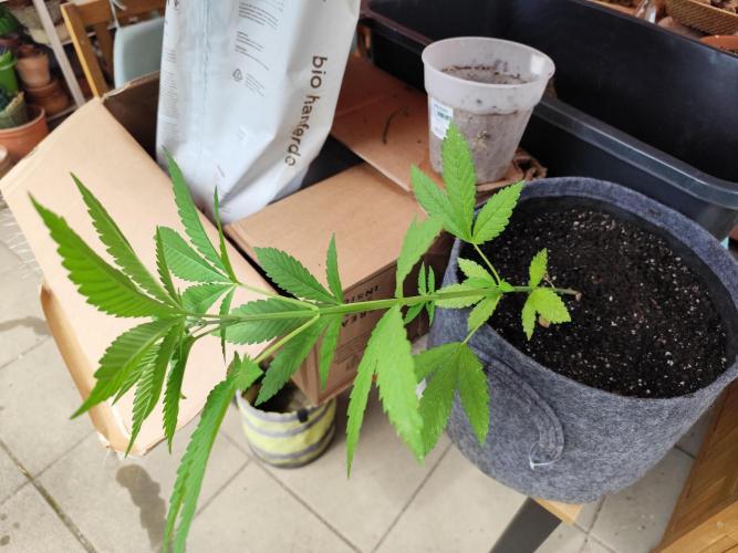 Greenhouse Summer Outdoor Grow 2026. Week 8
