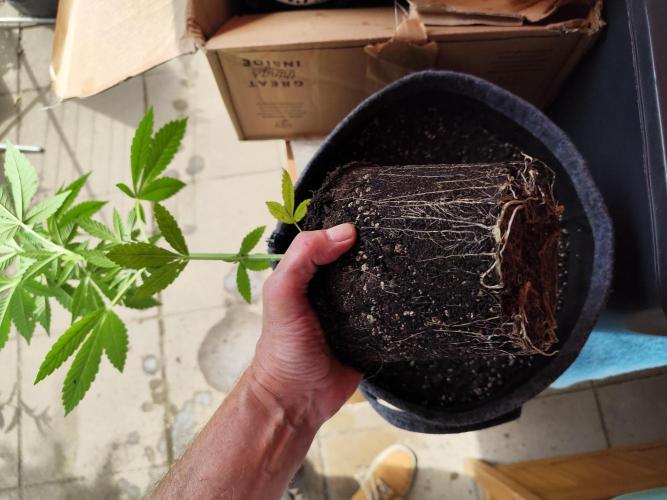 Greenhouse Summer Outdoor Grow 2026. Week 8 - Mimosa x Orange Punch von Barney's Farm