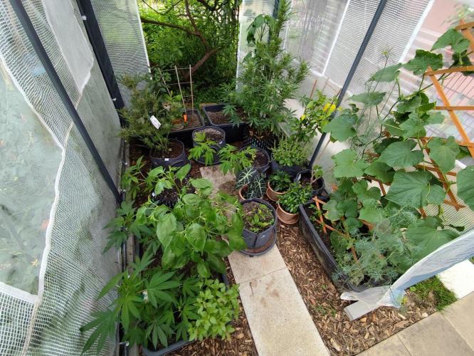 Greenhouse Summer Outdoor Grow 2026. Week 8