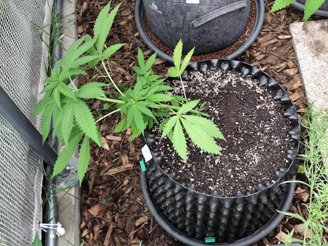 Greenhouse Summer Outdoor Grow 2026. Week 8 - Purple Lemonade FF