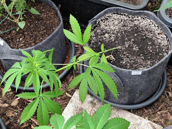 Greenhouse Summer Outdoor Grow 2026. Week 8 - Chocolat Sherbet