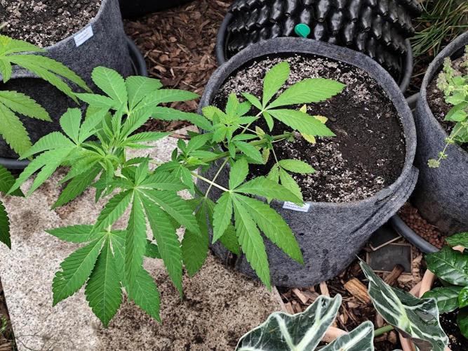 Greenhouse Summer Outdoor Grow 2026. Week 8 - Momosa Orange Punch