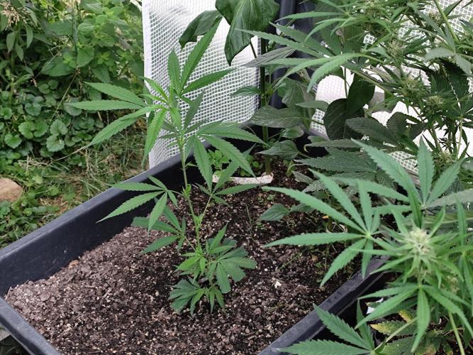 Greenhouse Summer Outdoor Grow 2026. Week 8 - Super Lemon Haze von Hanfgarten