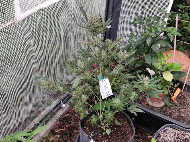 Greenhouse Summer Outdoor Grow 2026. Week 8 - Guava Auto RF3 von 2Fast4Buds