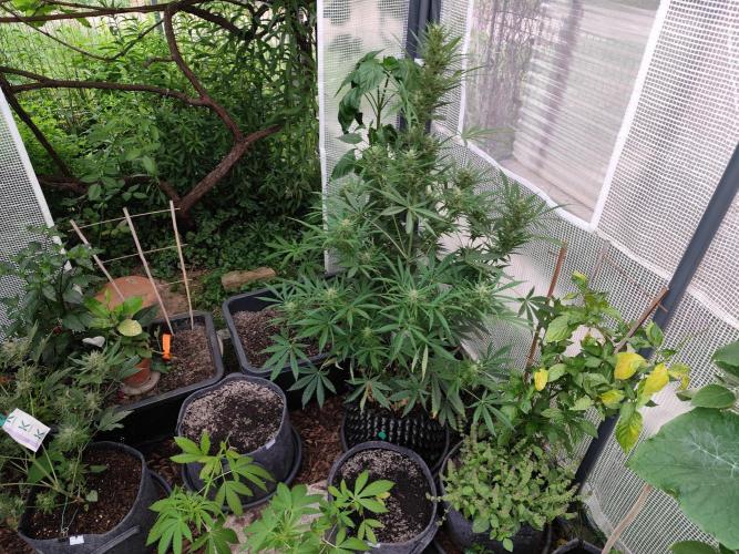 Greenhouse Summer Outdoor Grow 2026. Week 8 - Gelato F5 von 2Fast4Buds