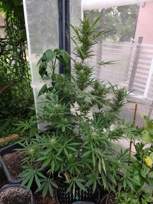 Greenhouse Summer Outdoor Grow 2026. Week 8