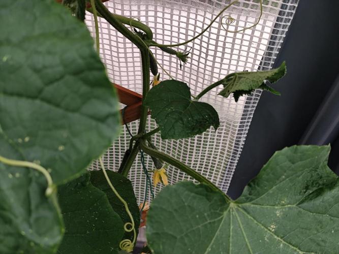 Greenhouse Summer Outdoor Grow 2026. Week 8