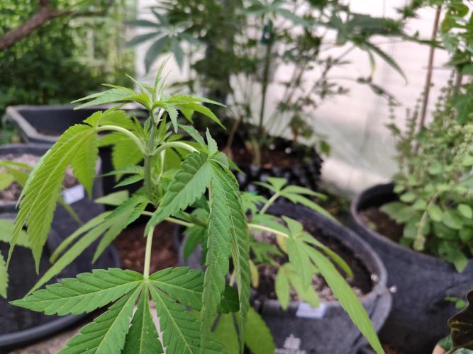Greenhouse Summer Outdoor Grow 2026. Week 8 - MxOP