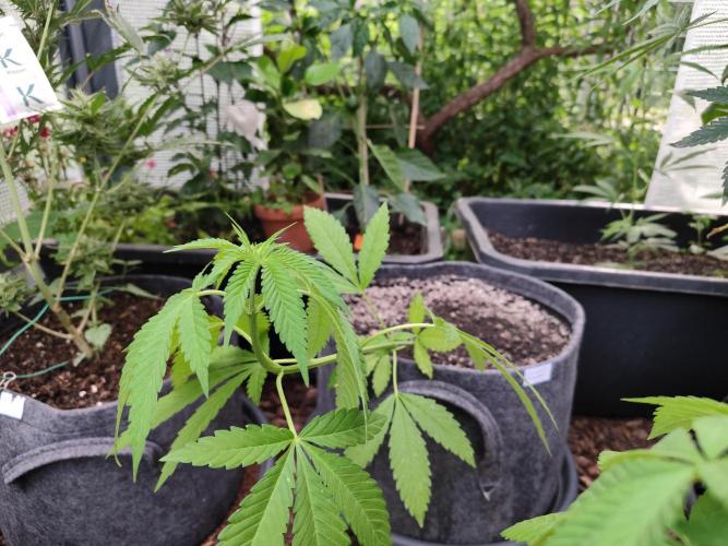 Greenhouse Summer Outdoor Grow 2026. Week 8 - CS