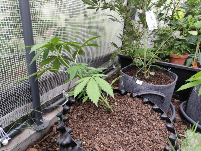 Greenhouse Summer Outdoor Grow 2026. Week 8 - PL