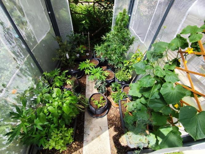 Greenhouse Summer Outdoor Grow 2026. Week 8 - Tag 58