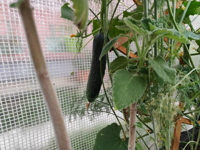 Greenhouse Summer Outdoor Grow 2026. Week 8 - Tag 61