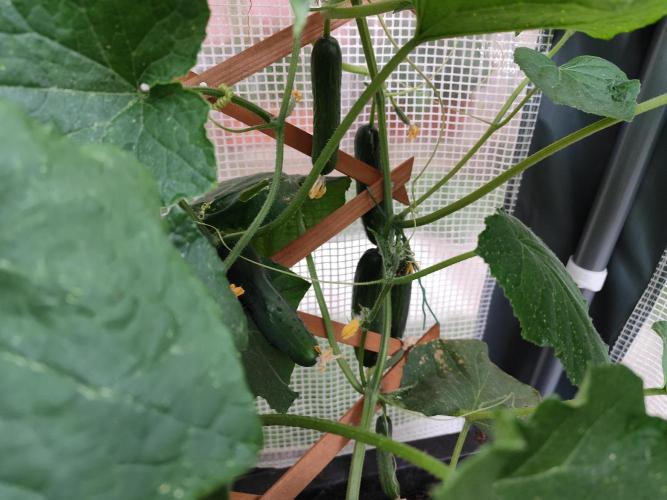 Greenhouse Summer Outdoor Grow 2026. Week 8