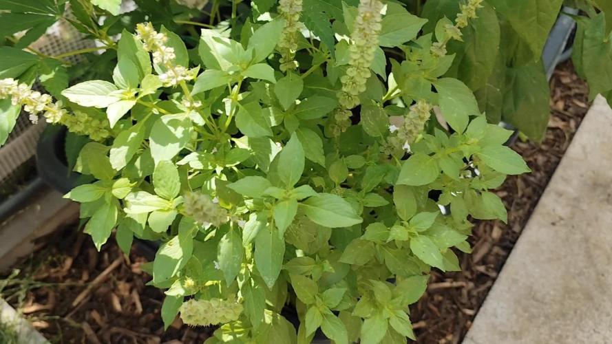 Greenhouse Summer Outdoor Grow 2026