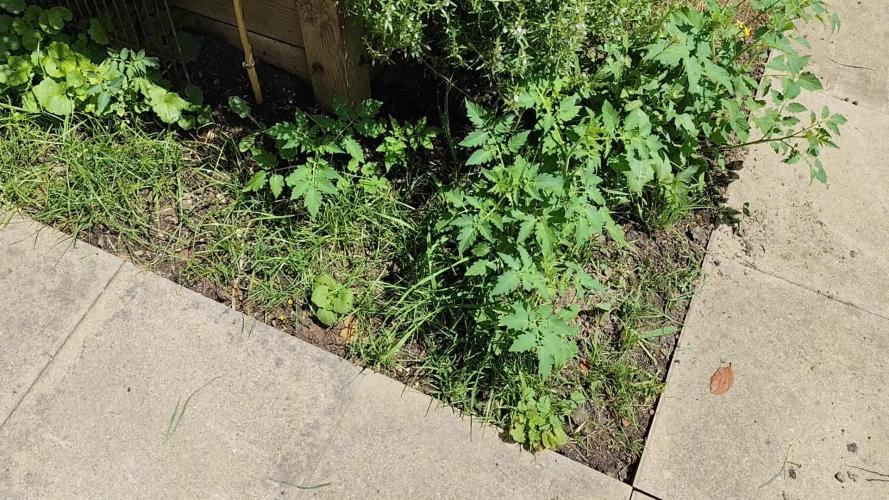 Greenhouse Summer Outdoor Grow 2026