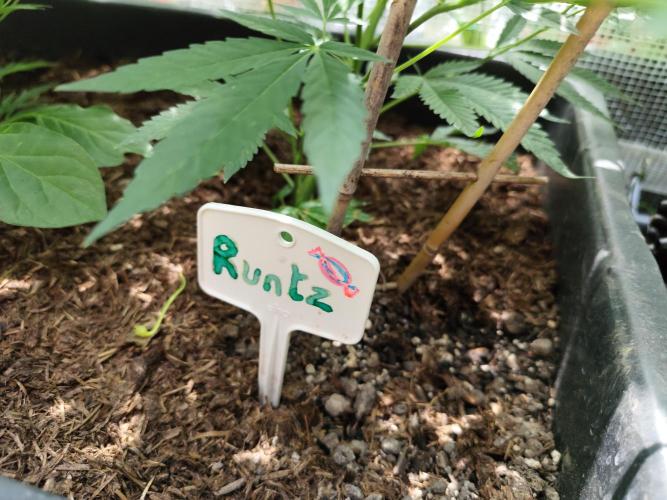 Greenhouse Summer Outdoor Grow 2026. Week 9 - Runtz