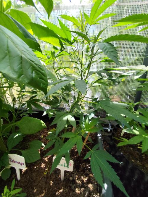 Greenhouse Summer Outdoor Grow 2026. Week 9