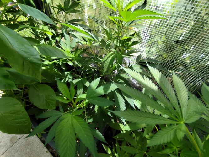 Greenhouse Summer Outdoor Grow 2026. Week 9