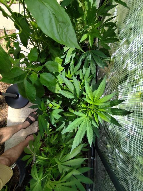 Greenhouse Summer Outdoor Grow 2026. Week 9