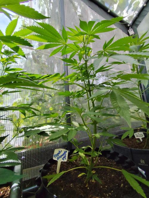 Greenhouse Summer Outdoor Grow 2026. Week 9 - Purple Lemonade FF